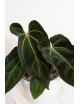 Anthurium (magnificum DF x forgetii) x besseae aff
