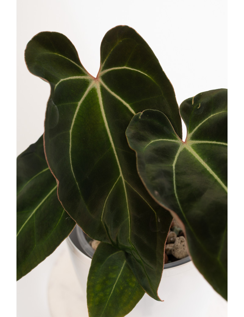 Anthurium (magnificum DF x forgetii) x besseae aff