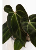 Anthurium (magnificum DF x forgetii) x besseae aff