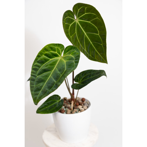 Anthurium (papillilaminum x...