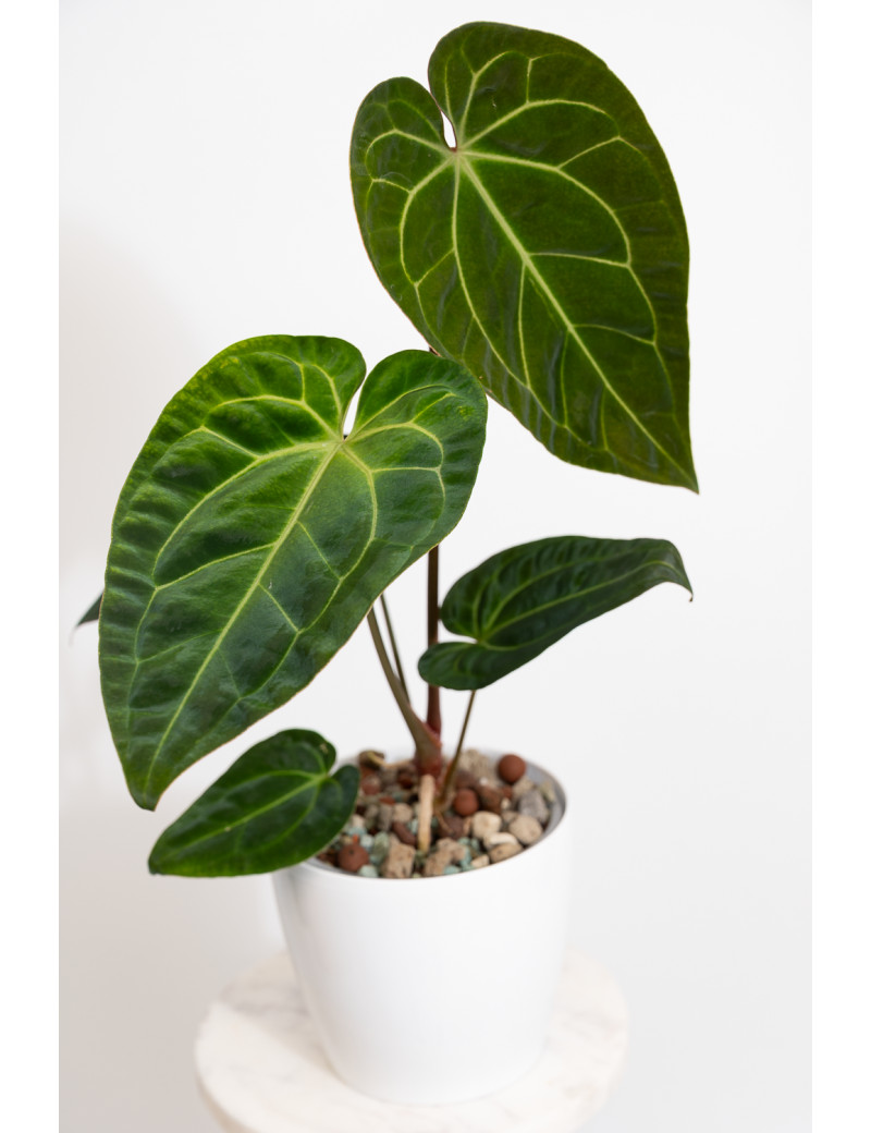 Anthurium (papillilaminum x magnificum) x KOSx x besseae aff