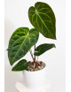 Anthurium (papillilaminum x magnificum) x KOSx x besseae aff