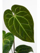 Anthurium (papillilaminum x magnificum) x KOSx x besseae aff