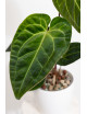 Anthurium (papillilaminum x magnificum) x KOSx x besseae aff