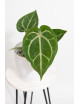 Anthurium magnificum DF x Michelle