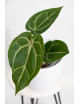 Anthurium magnificum DF x Michelle