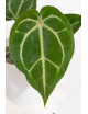 Anthurium magnificum DF x Michelle