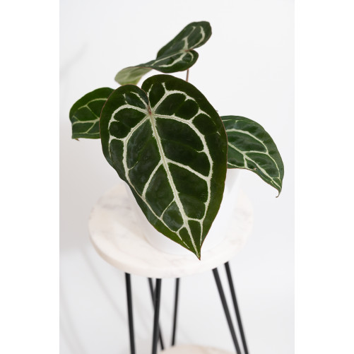 Anthurium crystallinum x...