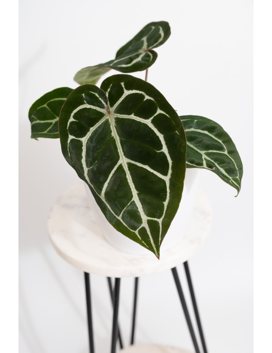 Anthurium crystallinum x...
