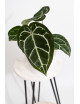 Anthurium crystallinum x Michelle