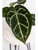 Anthurium crystallinum x Michelle