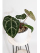 Anthurium crystallinum x Michelle