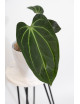 Anthurium indo portillae x KOSx x besseae aff