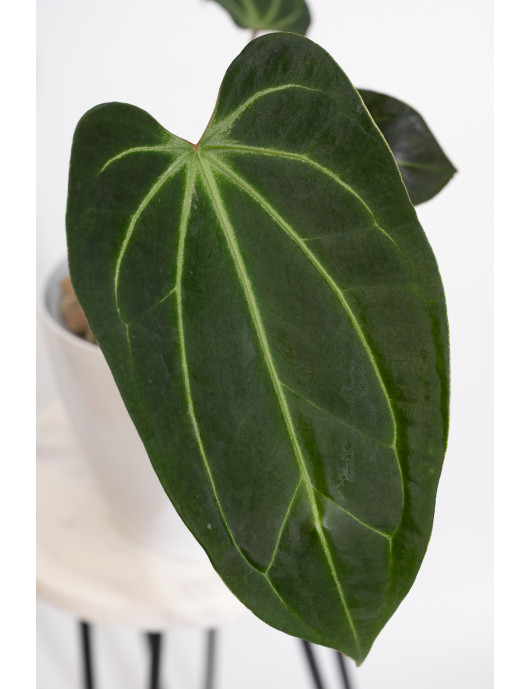 Anthurium indo portillae x...