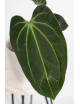 Anthurium indo portillae x KOSx x besseae aff