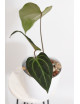 Anthurium indo portillae x KOSx x besseae aff