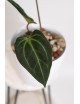 Anthurium indo portillae x KOSx x besseae aff