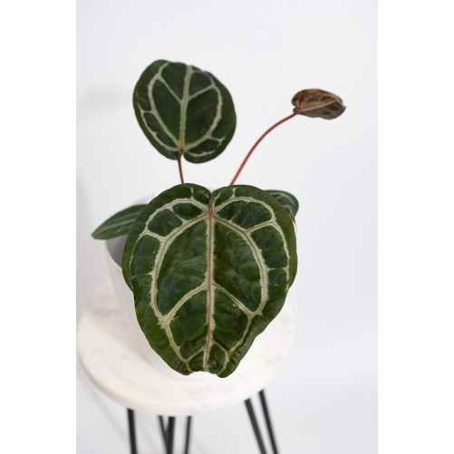 Anthurium (Zara x (Michelle x Zara)) x Michelle
