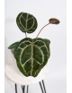 Anthurium (Zara x (Michelle x Zara)) x Michelle