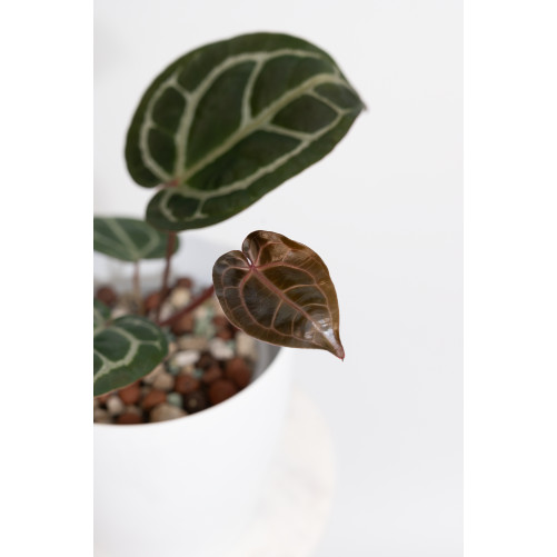 Anthurium (Zara x (Michelle x Zara)) x Michelle