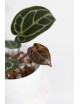 Anthurium (Zara x (Michelle x Zara)) x Michelle