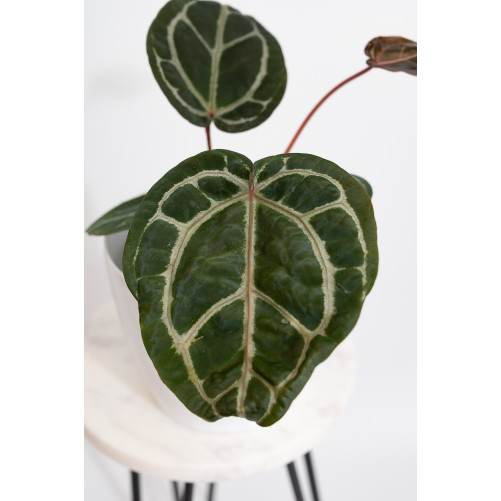 Anthurium (Zara x (Michelle...
