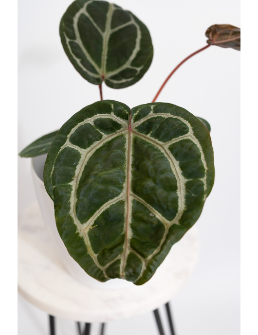 Anthurium (Zara x (Michelle x Zara)) x Michelle