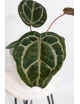 Anthurium (Zara x (Michelle x Zara)) x Michelle