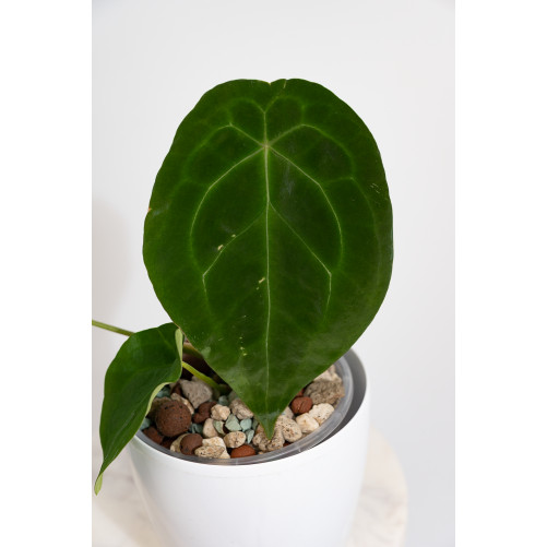 Anthurium forgetii DF