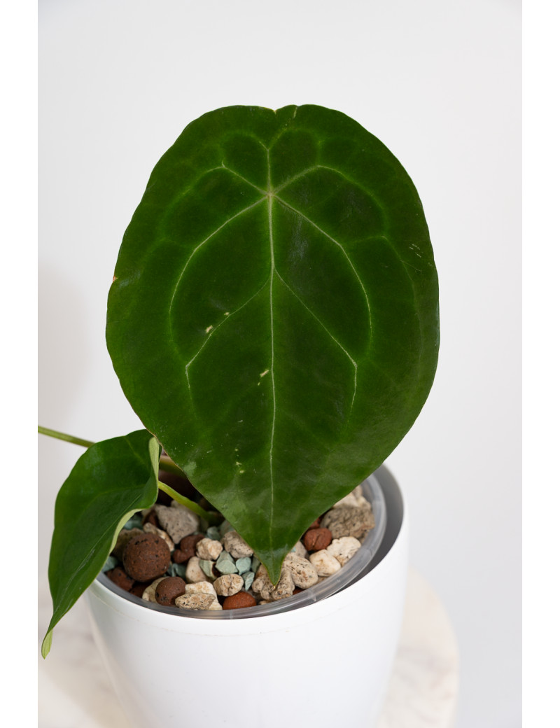 Anthurium forgetii DF