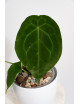 Anthurium forgetii DF