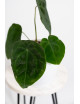 Anthurium forgetii DF