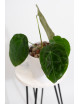Anthurium forgetii DF