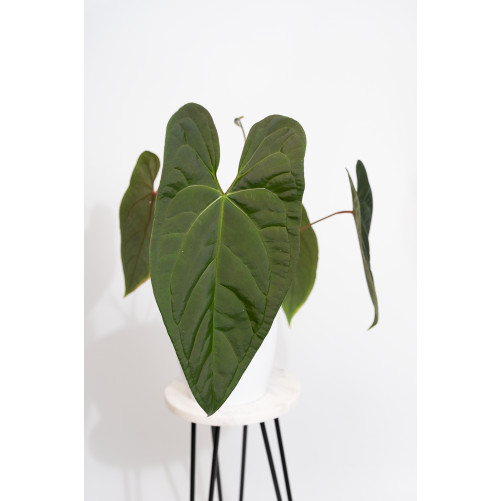 Anthurium nigrolaminum...