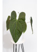 Anthurium nigrolaminum gigante x papillilaminum