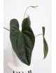 Anthurium nigrolaminum gigante x papillilaminum