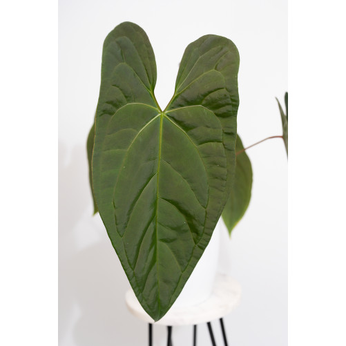 Anthurium nigrolaminum gigante x papillilaminum