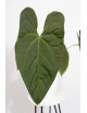 Anthurium nigrolaminum gigante x papillilaminum
