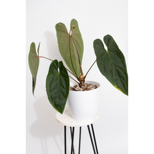 Anthurium nigrolaminum gigante x papillilaminum