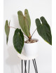 Anthurium nigrolaminum gigante x papillilaminum
