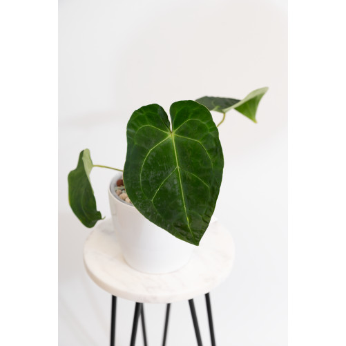 Anthurium magnificum x...