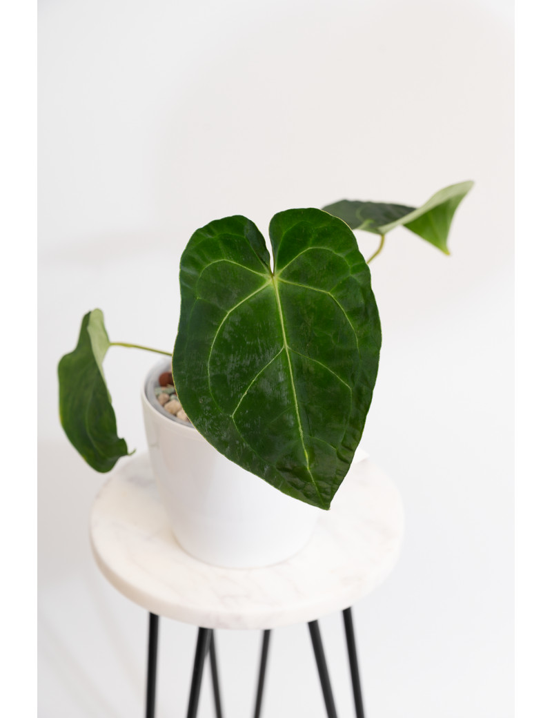 Anthurium magnificum x forgetii DF