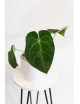 Anthurium magnificum x forgetii DF