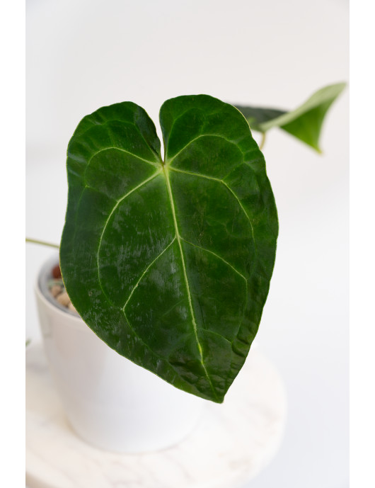 Anthurium magnificum x...