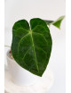 Anthurium magnificum x forgetii DF