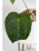 Anthurium magnificum x forgetii DF