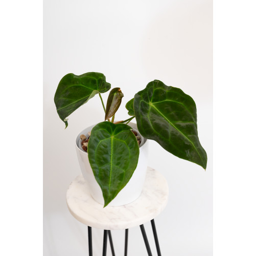 Anthurium forgetii DF x...