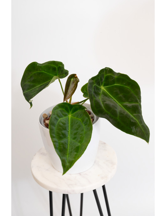 Anthurium forgetii DF x besseae aff