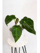 Anthurium forgetii DF x besseae aff