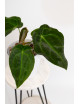 Anthurium forgetii DF x besseae aff